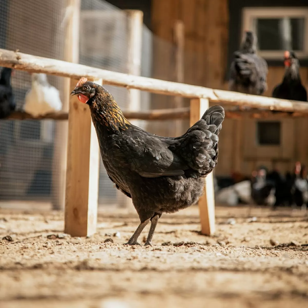 Фермерская курица: правда о вкусе и пользе