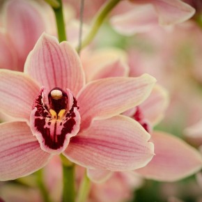 ��� ������� �������� ������ ��������: ������� ������ � ����������