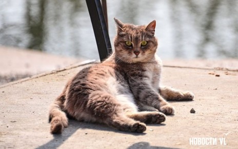 ������ ����, �����������. ���� ���������� ����������