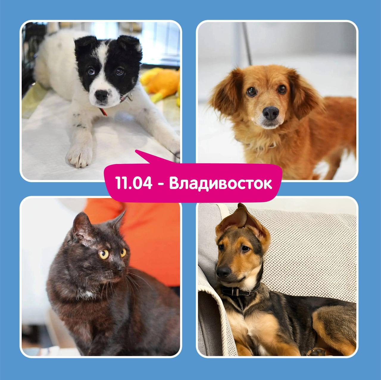 Друзья, радостные новости для всех неравнодушных Друзья, радостные новости для всех неравнодушных