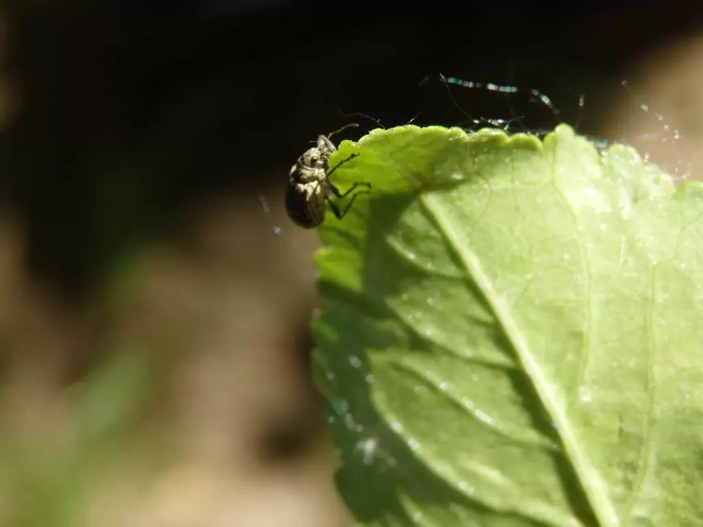 Как защитить яблони от вредителей в начале весны