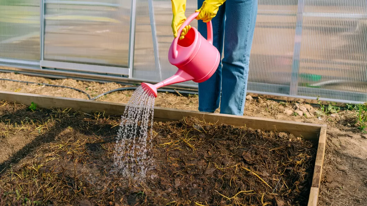 Осенняя обработка теплицы «живым квасом»: секрет успешного урожая