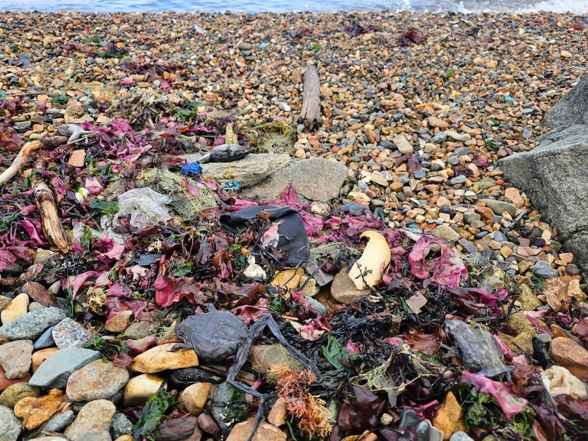 Браконьеры выбросили более 50 мёртвых самок дальневосточных лягушек на берегу моря во Владивостоке Браконьеры выбросили более 50 мёртвых самок дальневосточных лягушек на берегу моря во Владивостоке