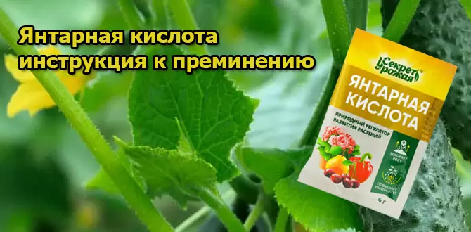 Янтарная кислота: секреты эффективности для вашего сада
