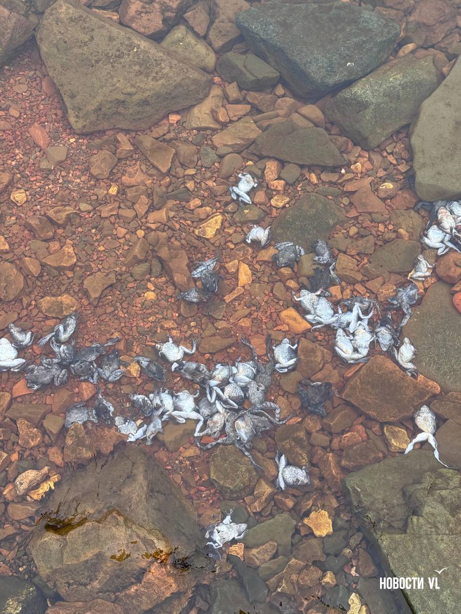 Браконьеры выбросили более 50 мёртвых самок дальневосточных лягушек на берегу моря во Владивостоке Браконьеры выбросили более 50 мёртвых самок дальневосточных лягушек на берегу моря во Владивостоке