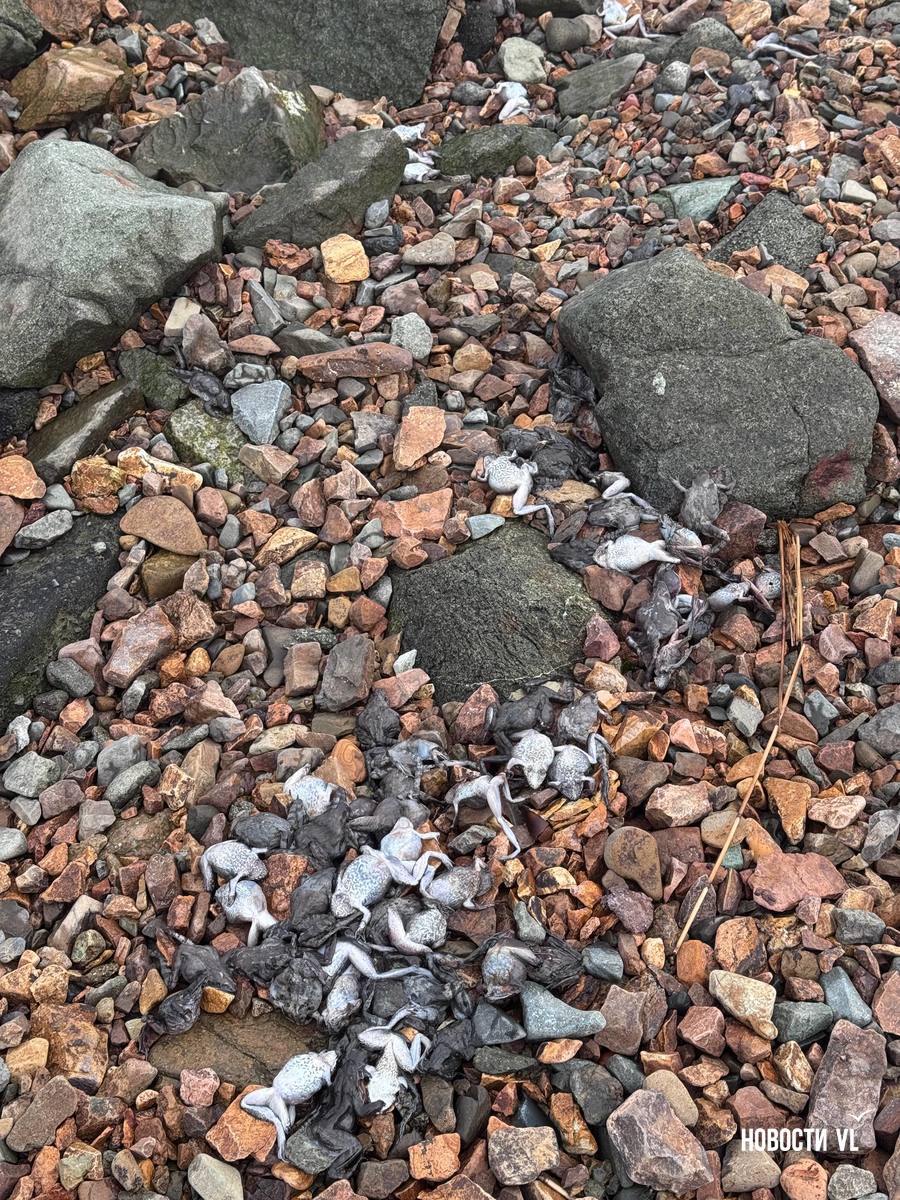 Браконьеры выбросили более 50 мёртвых самок дальневосточных лягушек на берегу моря во Владивостоке