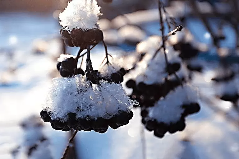 Как разнообразить зимние дни с помощью ягод из собственного сада