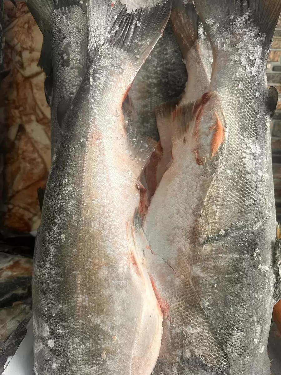 Кижуч: Дикое наслаждение Дальнего Востока по доступной цене