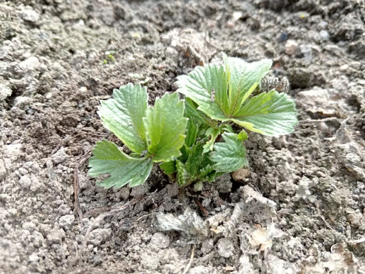 Как подготовить почву для клубники: секреты успешного урожая