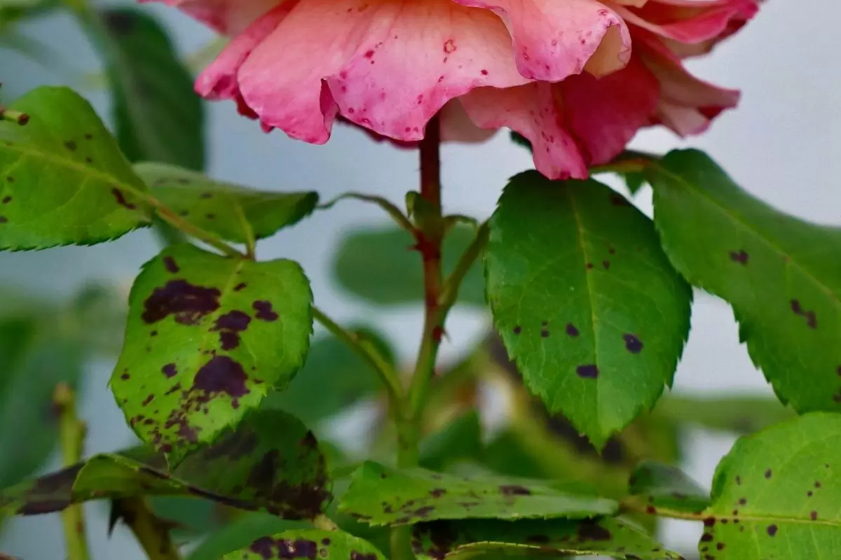 Как один цветок способен спасти ваши розы от черной пятнистости