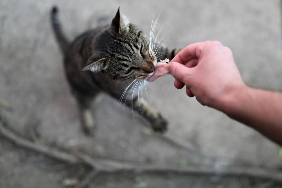 ������ ���� ����� ������������ � ���: ������ ���������
