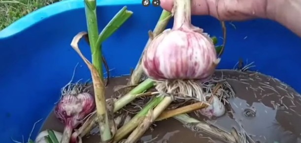 Можно ли мыть чеснок после уборки, когда льют дожди?