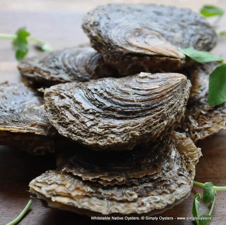 Древнее вино моря: как устрицы завоевали свою популярность в мире кухни