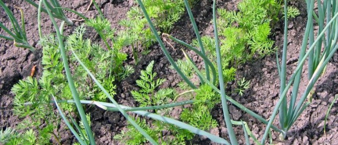 ��� ��������� �������� �������: ������ ������ ��� �������� ������