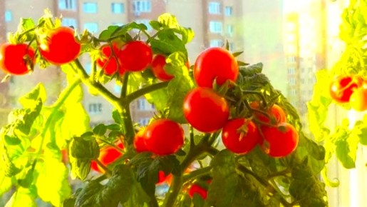 ������ �� �����������: ������� ��������� ������ � ����� ����� ����