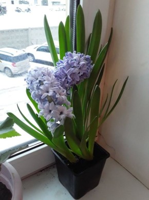 ����������� ����: ������� ���������� �� �����������