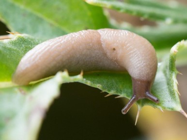 ��� ���������� �� ������� � ������ ������: ����������� ������