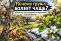 Груша или яблоня: почему первая страдает чаще и как это исправить
