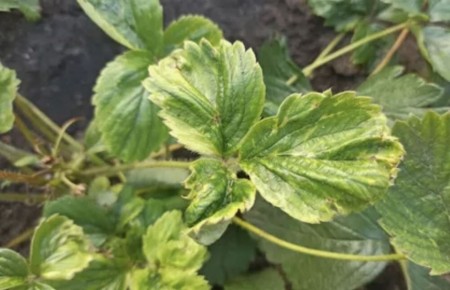 Осенний уход за земляникой: как защитить растения от клещей?