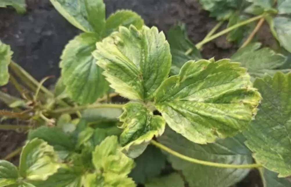 Осенний уход за земляникой: как защитить растения от клещей?