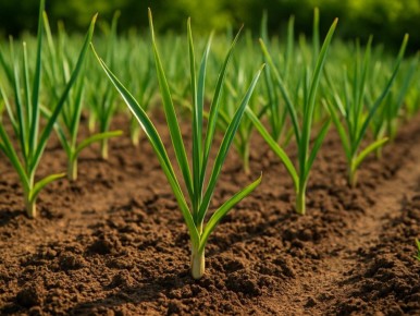 Идеи для второго урожая на грядках в июле