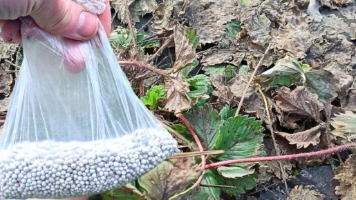 Как правильно подкармливать клубнику весной для сладкого урожая