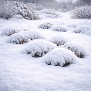 Как снег помогает цветам пробуждаться ровнее весной