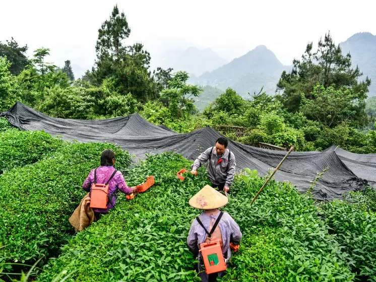 Как зеленый чай матча облегчает симптомы аллергии