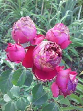 ������ ���� ����� ����: ��� ������ ������ �� �������� Eric Tabarly