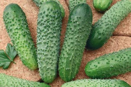 Как добиться рекордного урожая огурцов сорта Экипаж F1: советы и секреты