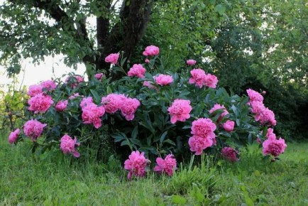 10 удивительных фактов о пионах, которые вас ошеломят