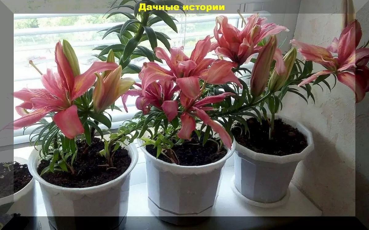 Когда lilii в кашпо оказываются удобнее на клумбе и как их безопасно вырастить