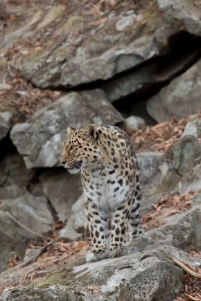Доброе утро, Приморье. Начинаем день бодро, а не как этот леопард Сегодня погоду в крае определяет атмосферный фронт