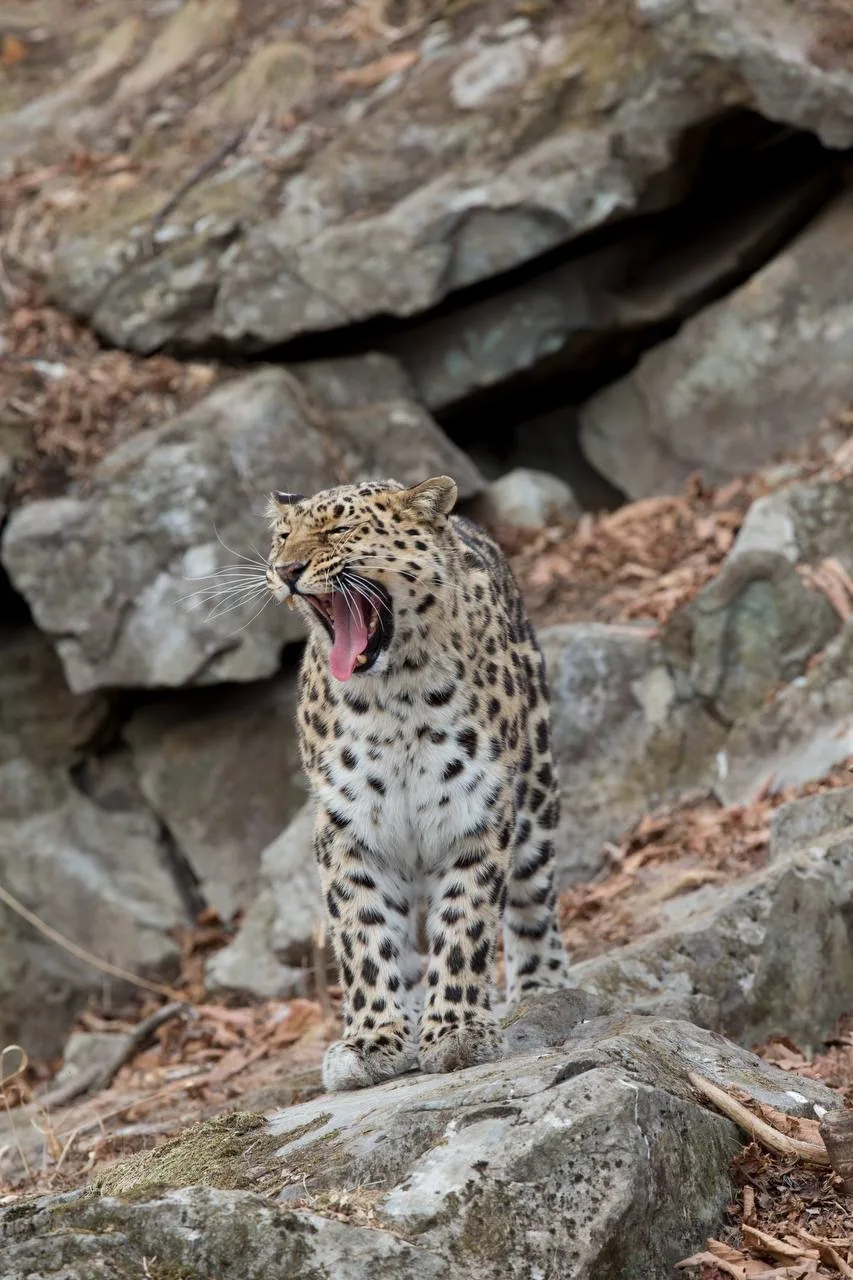 Доброе утро, Приморье. Начинаем день бодро, а не как этот леопард Сегодня погоду в крае определяет атмосферный фронт Доброе утро, Приморье. Начинаем день бодро, а не как этот леопард Сегодня погоду в крае определяет атмосферный фронт