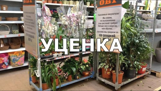 Покупка уцененных домашних цветов: как реанимировать самые потерянные экземпляры