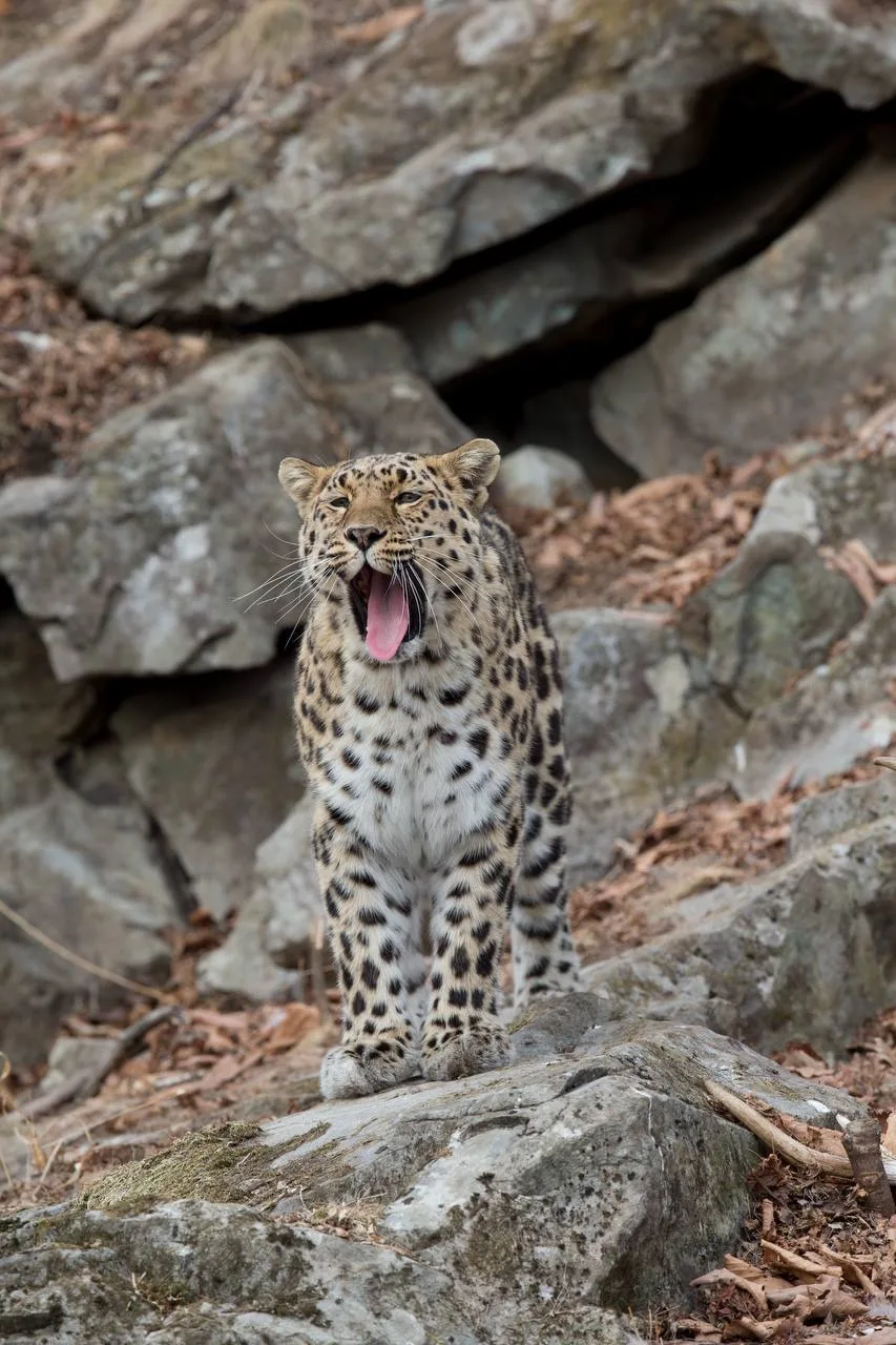 Доброе утро, Приморье. Начинаем день бодро, а не как этот леопард Сегодня погоду в крае определяет атмосферный фронт Доброе утро, Приморье. Начинаем день бодро, а не как этот леопард Сегодня погоду в крае определяет атмосферный фронт
