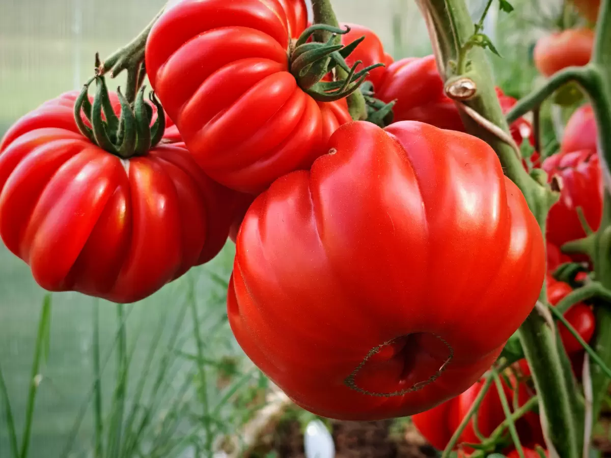 Монотонность или разнообразие? Как мода на нестабильные сорта томатов угрожает нашему саду