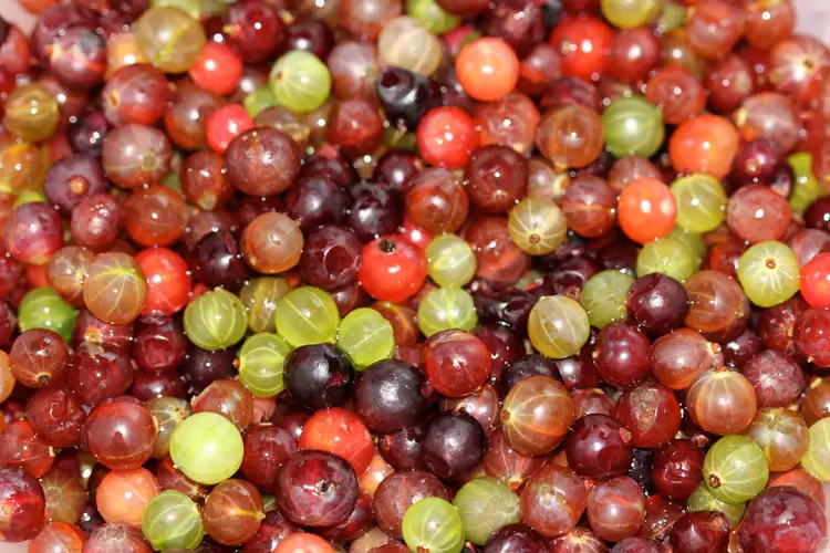 Крыжовник: забытый деликатес, который стоит вернуть на стол