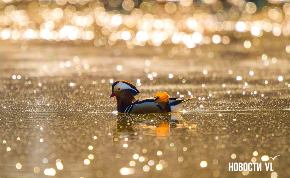 ������ ����, �����������. ���� ���������� ����������