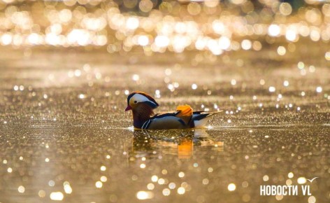 ������ ����, �����������. ���� ���������� ����������