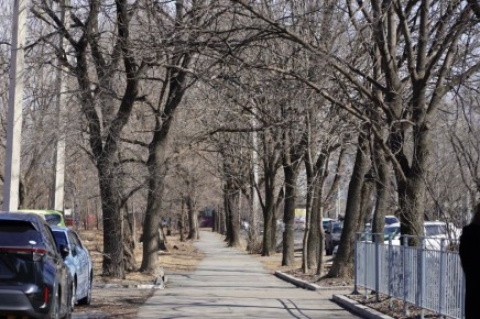 Доброе утро, Уссурийск!. Сегодня 13 апреля — Международный день благодарности растениям