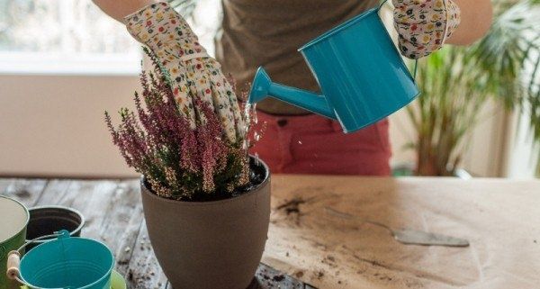 ����������� ���������: ��� ������� ����� �������� ���������