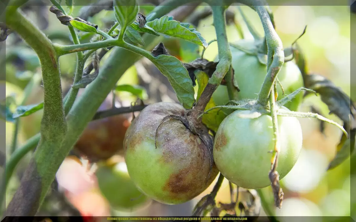 Как спасти томаты от фитофтороза: эффективные стратегии для садоводов