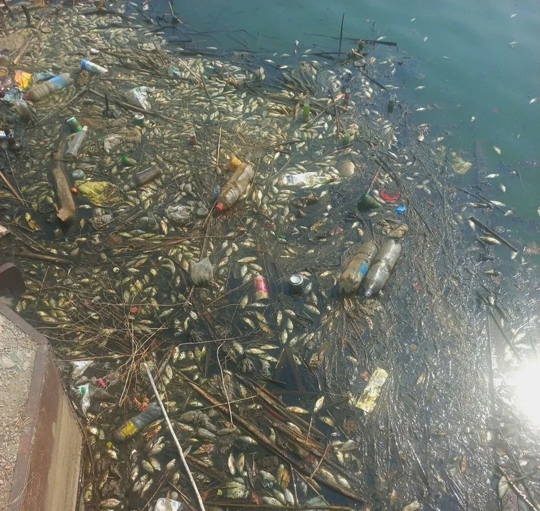 В городском озере с лотосами в Партизанске гибнет рыба