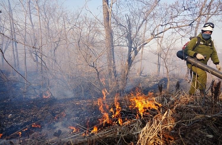 15 апреля в Приморском крае было зафиксировано 26 случаев возгораний, охвативших территорию в 855,8 гектара