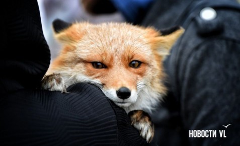 ������ ����, �����������. ���� �������