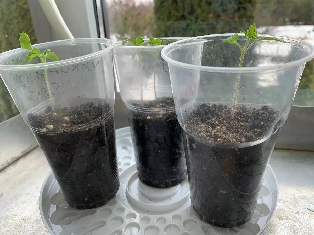 Ленивый способ для крепкой рассады: все секреты простого посева