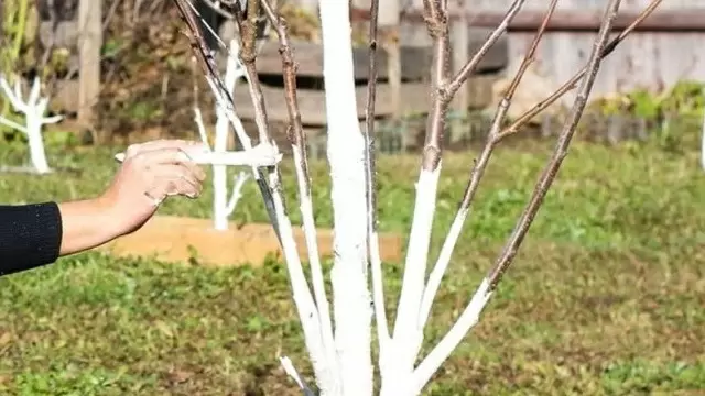 Как простая побелка может спасти ваш сад зимой