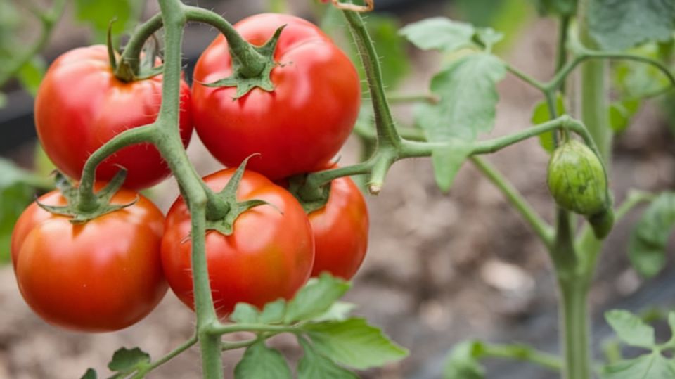 �������� ������� � ����: ������ ��� �������� ������