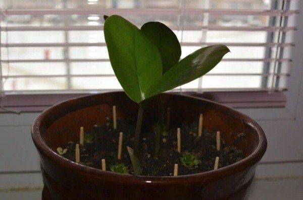 ������ � �����: ����������� ��������� ��� �������� ��������